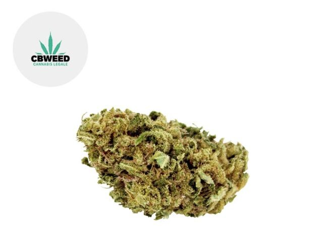 Bubble Gum CBD 9% - Cbweed