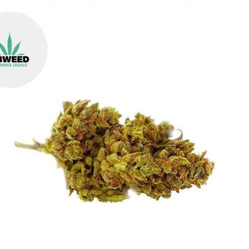 Mango Haze CBD 8% - Cbweed