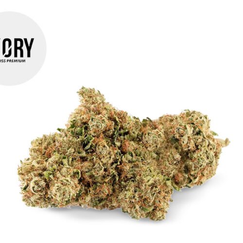 Suprême Amnesia CBD 17