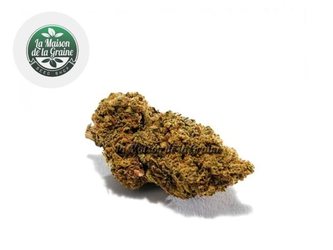 Gorilla Glue CBD 14% - La Maison De La Graine