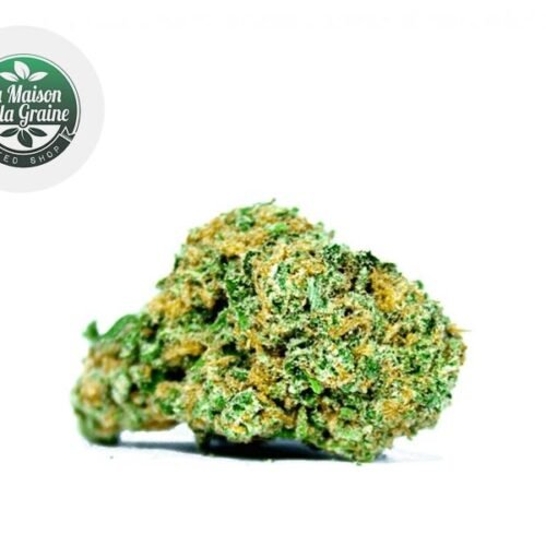Super Lemon Haze CBD 15% - La Maison De La Graine