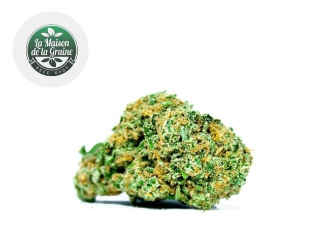 Super Lemon Haze CBD 15% - La Maison De La Graine