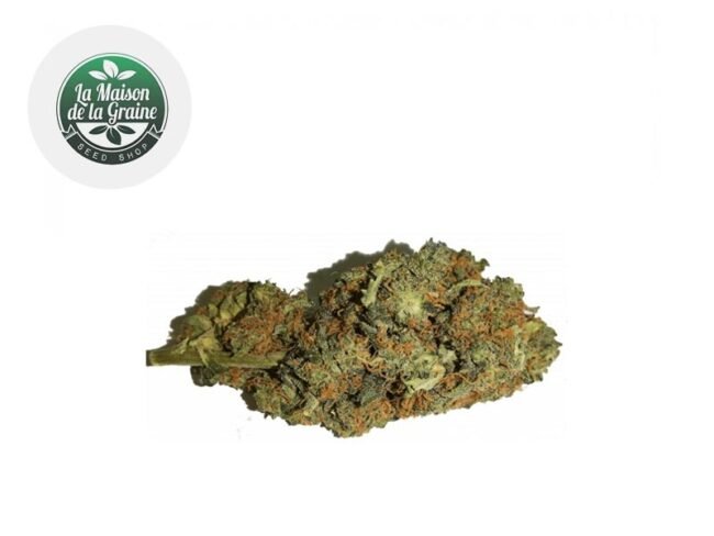 Orange Bud CBD 16% - La Maison De La Graine