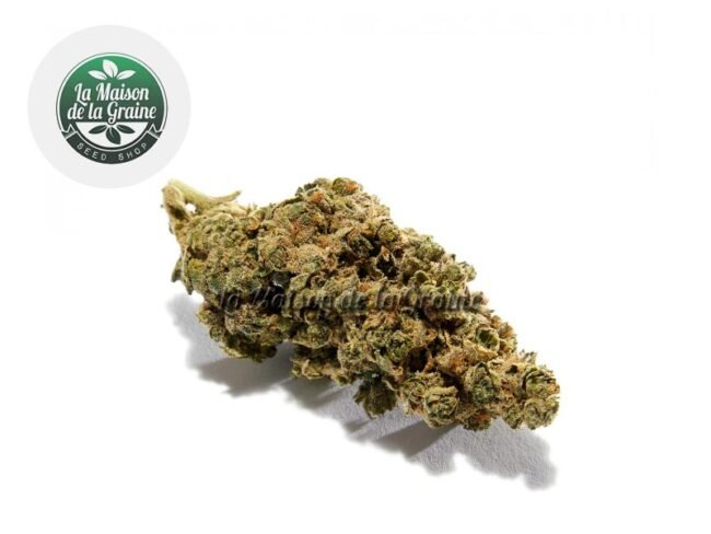 Amnezia Haze CBD 17% - La Maison De La Graine