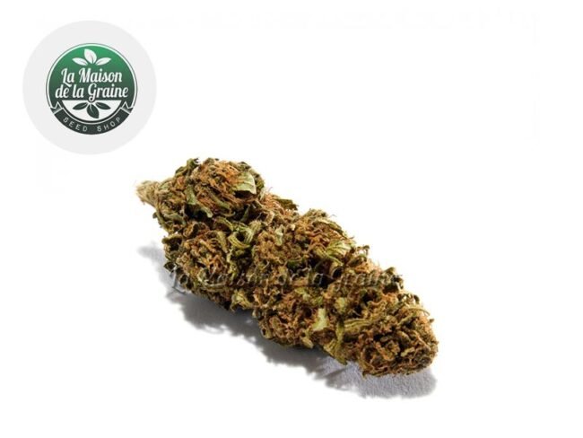 Blue Dream CBD 15% - La Maison De La Graine