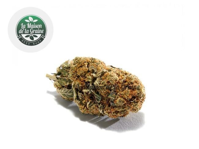 OG Kush CBD 16% - La Maison De La Graine