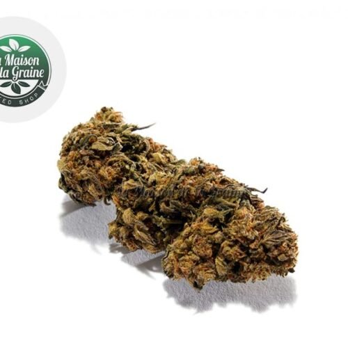 Strawberry CBD 18% - La Maison De La Graine