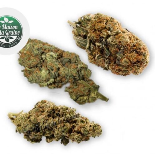 Coffret Expert Fleurs CBD (60g) - La Maison De La Graine