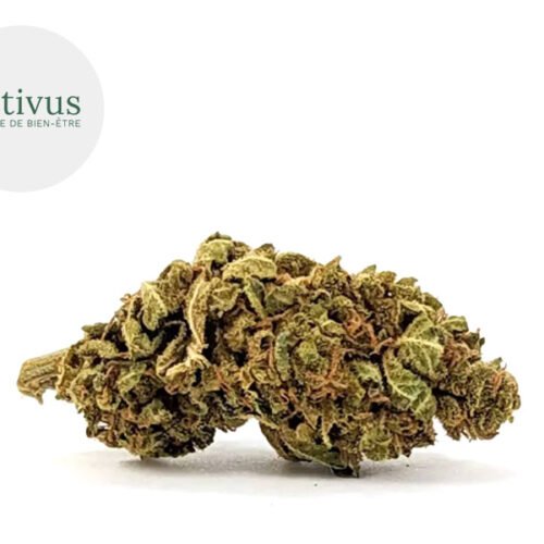 Cheese CBD 4% - Nativus