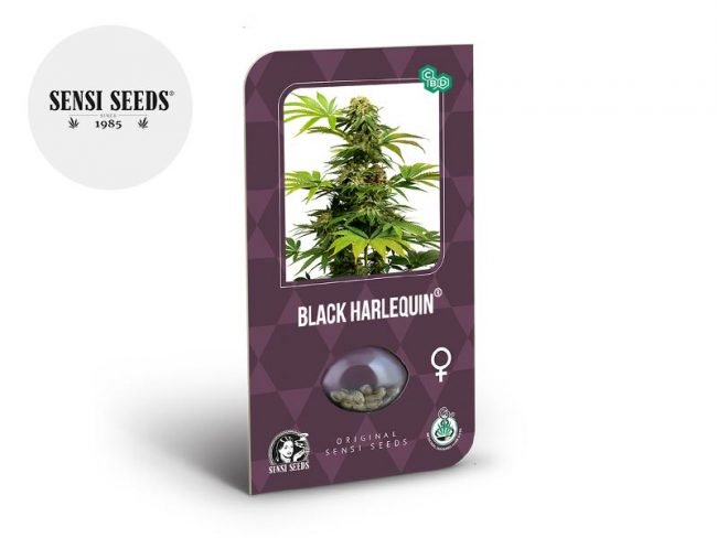 Graines Black Harlequin CBD féminisées - Sensi Seeds