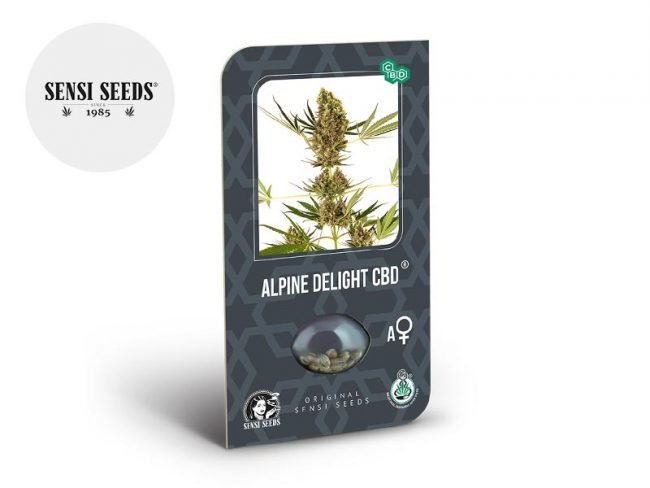 Graines Alpine Delight CBD autofloraison - Sensi Seeds