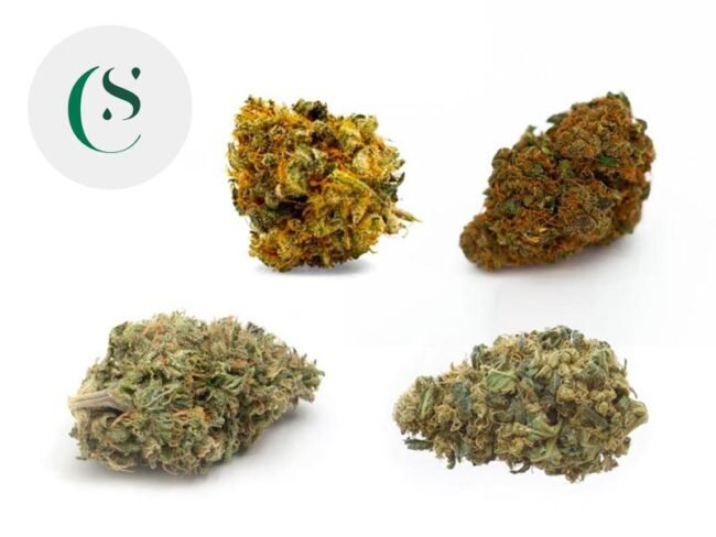 Coffret Indoor CBD Expert (24g) - Saveurs CBD