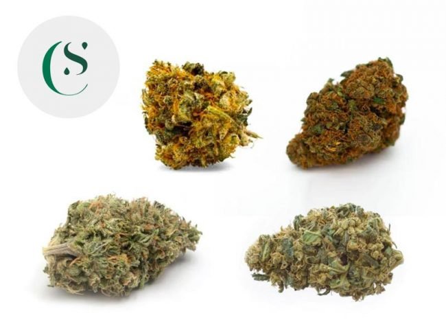 Coffret Indoor CBD Master (40g) - Saveurs CBD