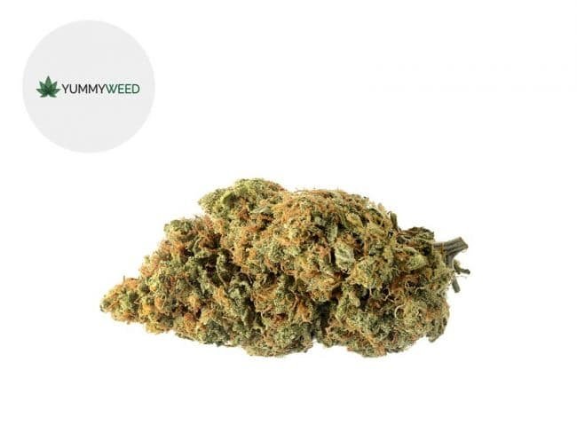 Amnesia CBD 11% - Yummyweed