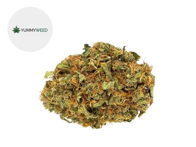 Orange Bud CBD 11% - Yummyweed