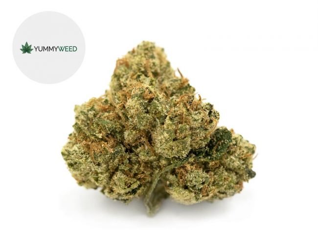 OG Kush CBD 11% - Yummyweed