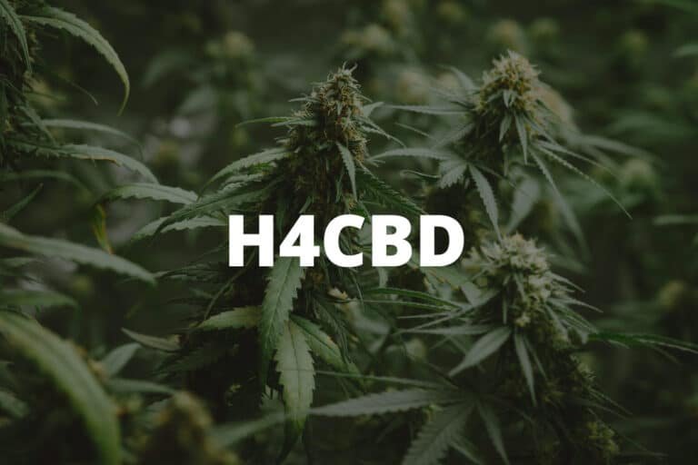 h4cbd