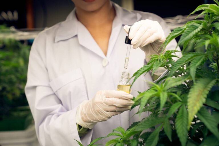 acheter cbd en gros
