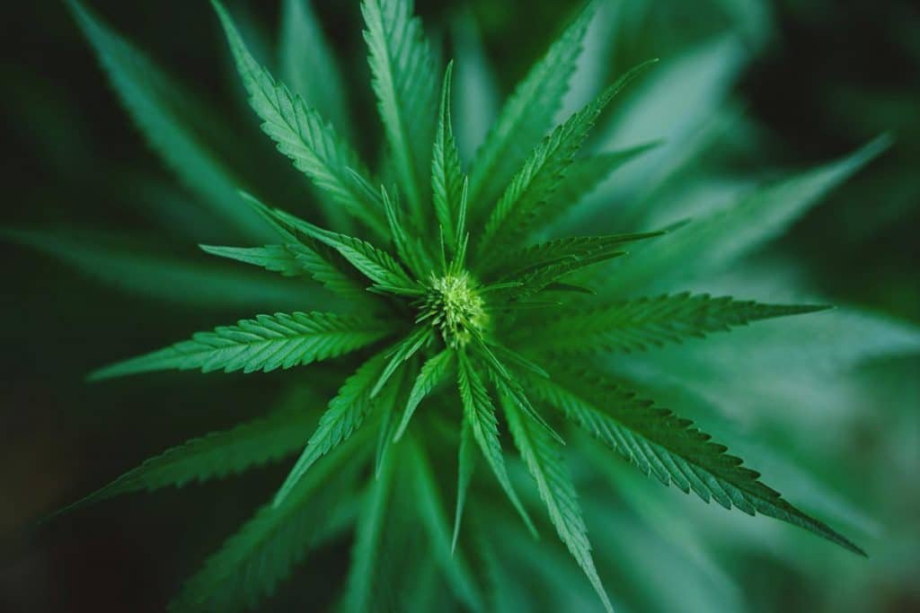 herbe sans thc